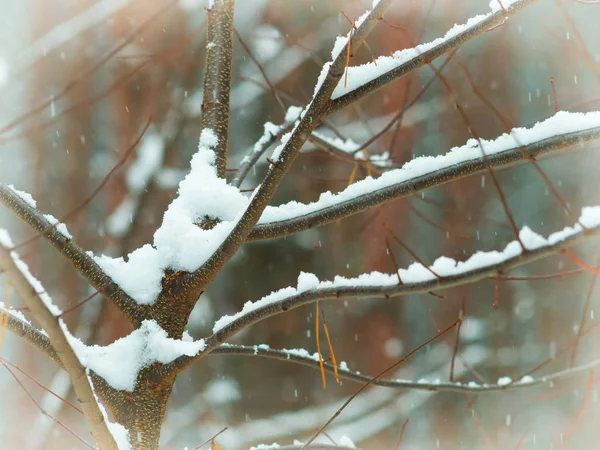 Snowfall in the forest — Stock Photo, Image