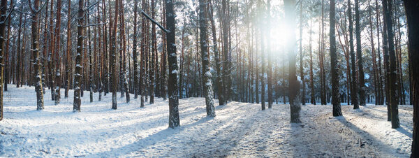 sunset in winter forest