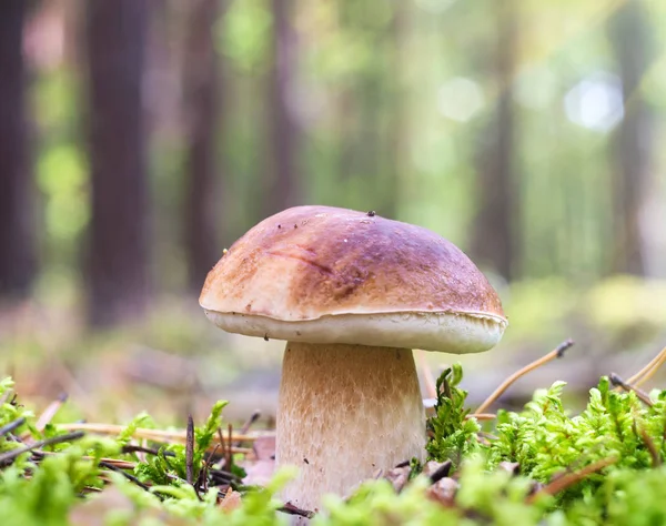 Ätlig Svamp Höst Skog Svampodling Mossa Solig Skog Glade — Stockfoto