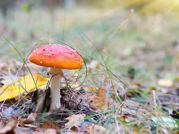 Jedovatá Houba Lesní Mýtině — Stock fotografie