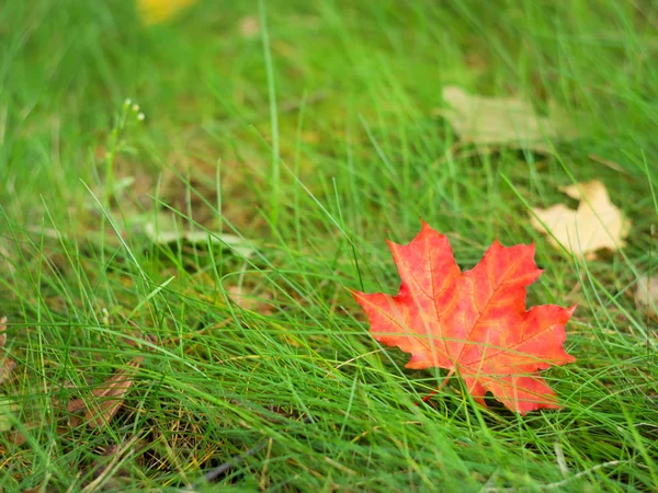 Maple Leaf Green Grass Autumn City Park — Stock Photo, Image