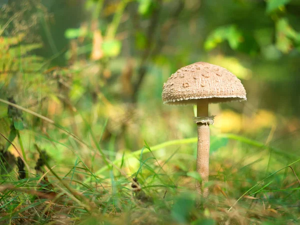 蘑菇伞在秋天森林 在清洁在太阳 — 图库照片