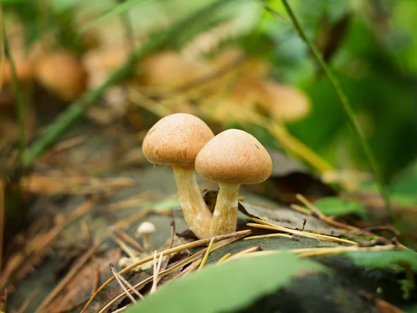 Pequenos Cogumelos Bonitos Floresta Outono — Fotografia de Stock