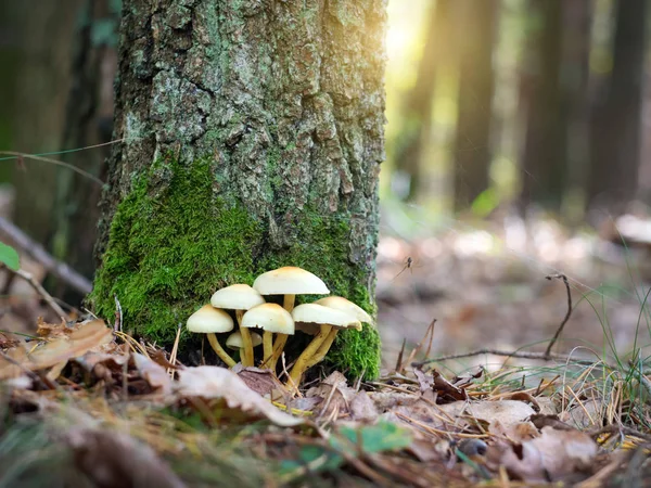 Houby Podzimním Lese Mýtině — Stock fotografie
