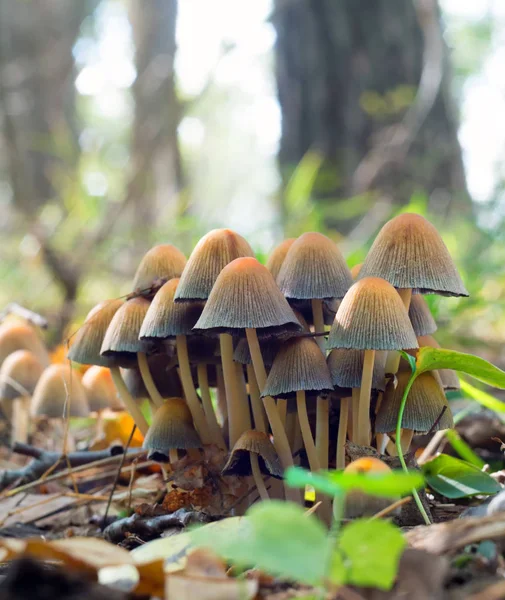 蘑菇在秋天森林里 秋季蘑菇收获 — 图库照片