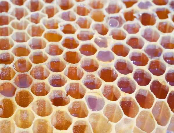 Bee Honingraten Structuur Van Een Honingraat Gevuld Met Honing — Stockfoto
