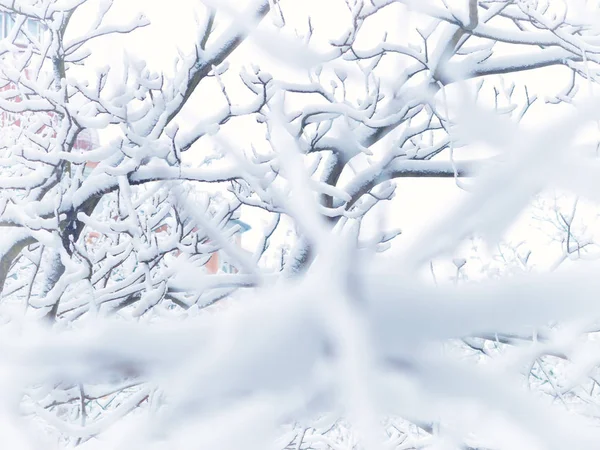 Vinter Staden Trädgrenar Täckta Med Snö — Stockfoto