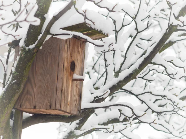 Birdhouse Albero Inverno Nel Parco Della Città — Foto Stock
