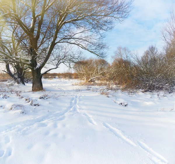 Paisaje Invernal Con Plantas Árboles Cubiertos Nieve —  Fotos de Stock