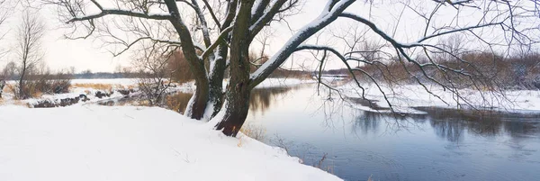 Uma Grande Árvore Banco Rio Inverno — Fotografia de Stock