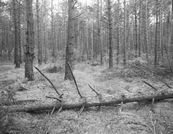 Lief Morgens Herbstlichen Wald — Stockfoto