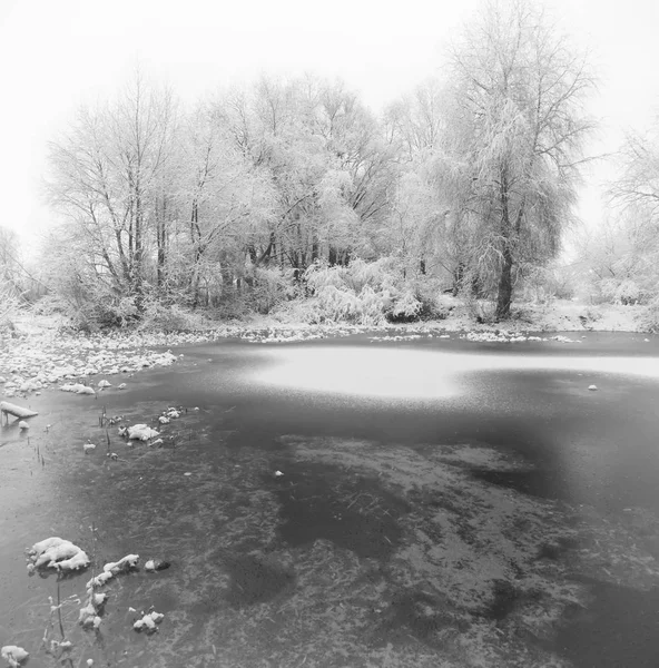 Foresta Sulla Riva Del Lago Ghiacciato Inverno — Foto Stock