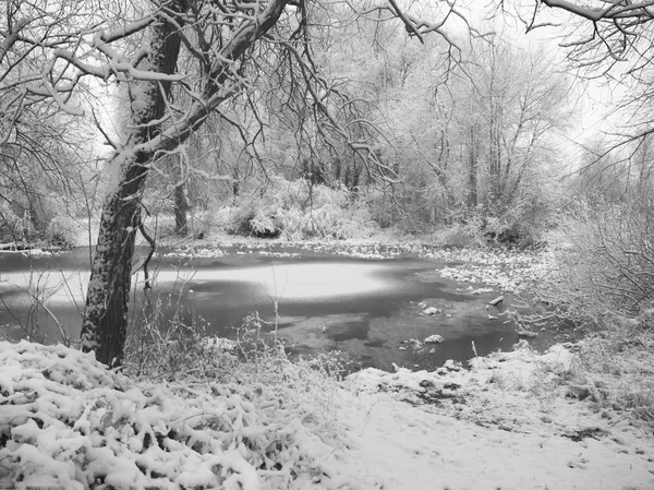 Het Bos Aan Oever Van Bevriezing Meer Winter — Stockfoto