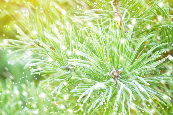 Arbre de Noël vert — Photo