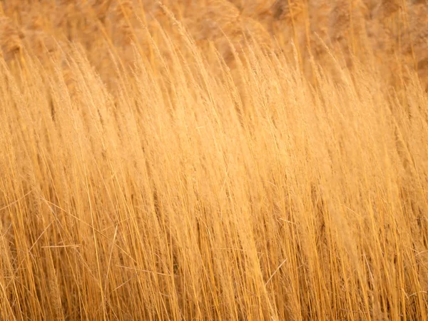 Reed Usine Canne Close Composition Naturelle — Photo