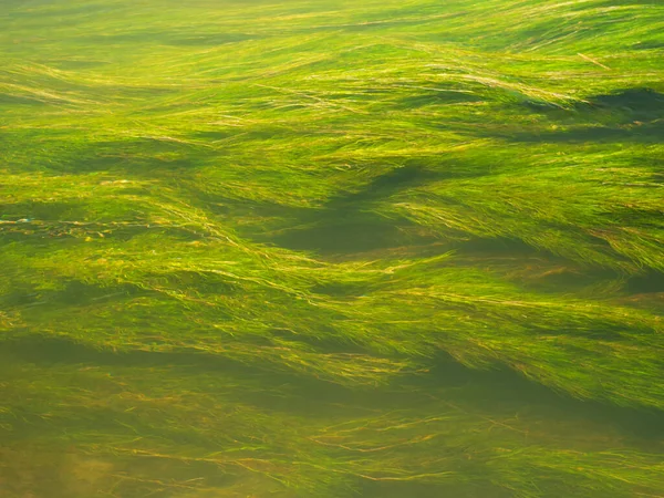 Algas Verdes Água Corrente Clara Fluxo Calmo Rio — Fotografia de Stock