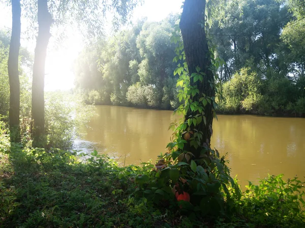 Río Verano Con Árboles Plantas Creciendo Orilla —  Fotos de Stock