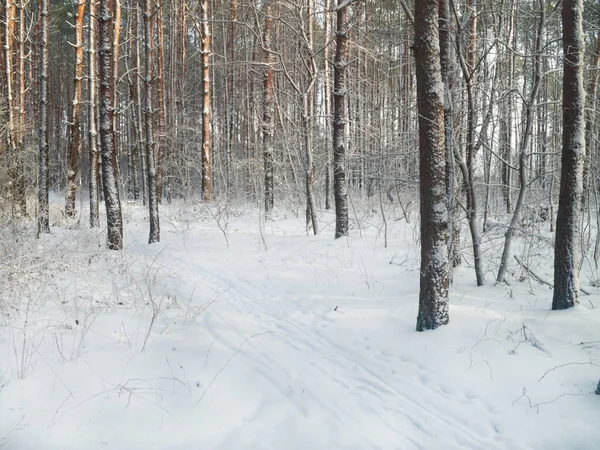 Panorama Van Het Winterbos Van Spruce Cold Mistige Ochtend Winterbos — Stockfoto