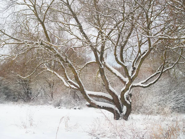 Árbol Grande Ramificado Cubierto Nieve —  Fotos de Stock