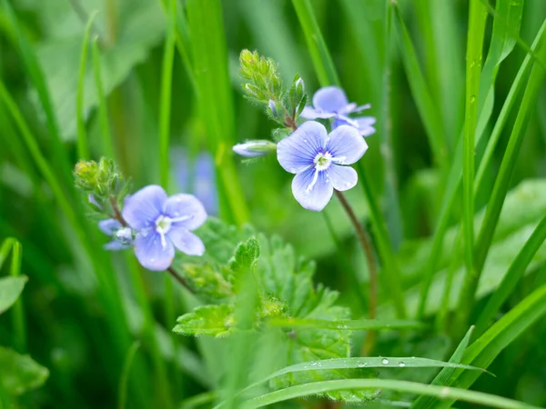 春の草原に咲く小さな青い花は — ストック写真