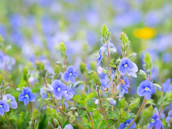 Kleine Mooie Blauwe Bloemen Het Voorjaar Weide — Stockfoto