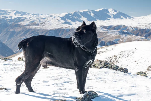 Cane Corso pes v zimních horách — Stock fotografie