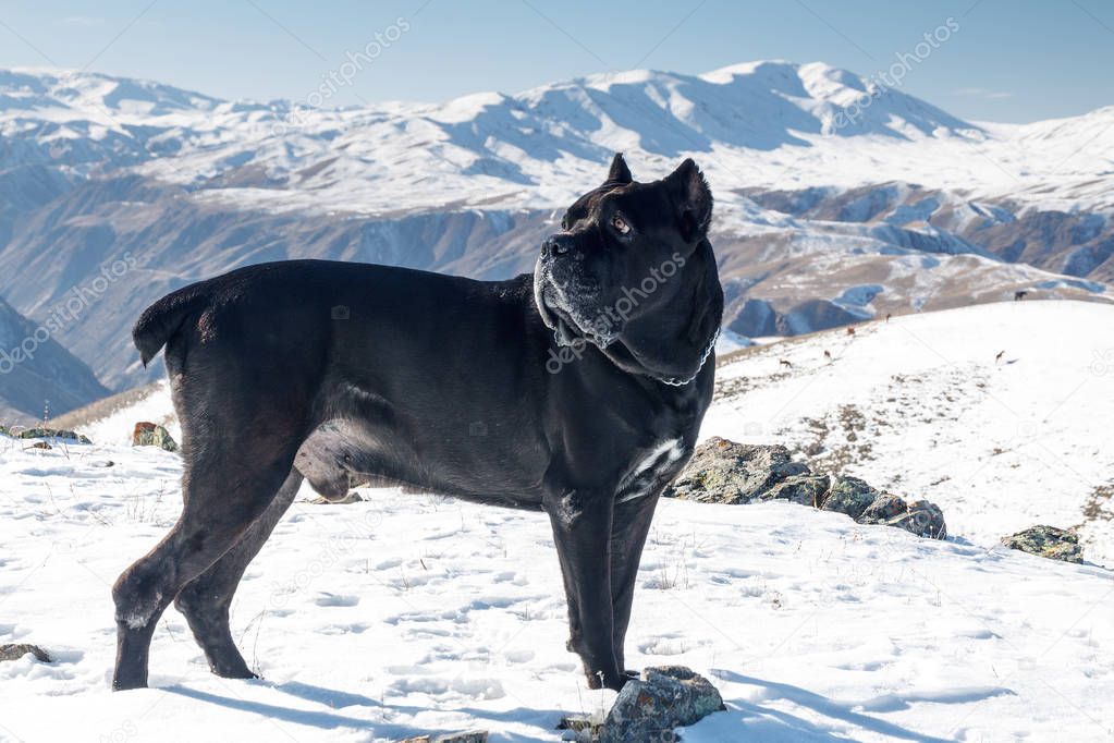 Cane Corso dog in the winter mountains