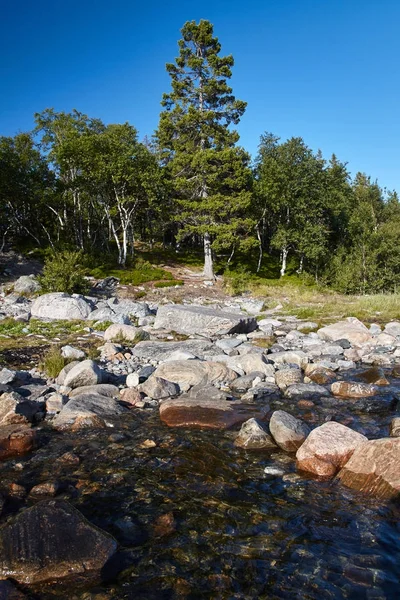 Hohe Tanne am Ufer des Weißen Meeres Bolschoi solovetsky i Stockbild