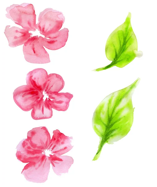 Set von dekorativen Blumen, Blättern — Stockfoto