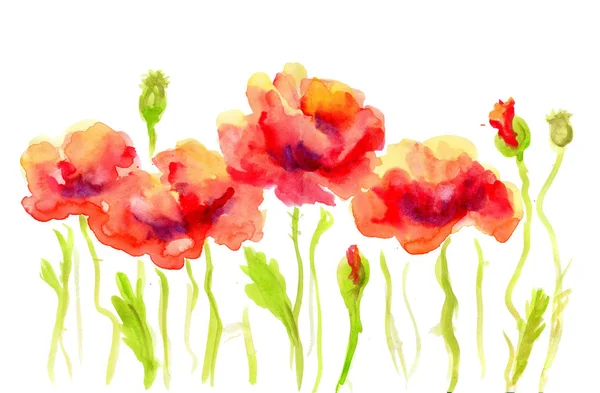 Pintado à mão Watercolor Flor Poppy . — Fotografia de Stock