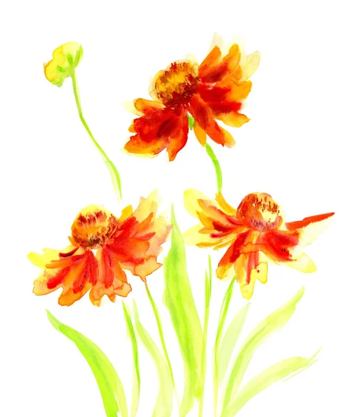 Акварельний живопис квітка ехінацеї — стокове фото