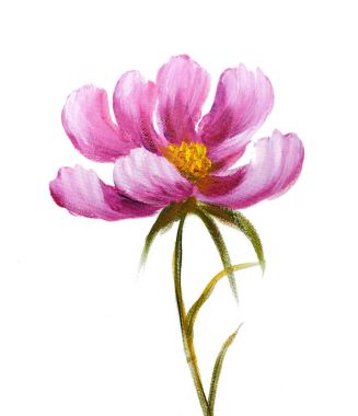 pembe cosmos çiçek