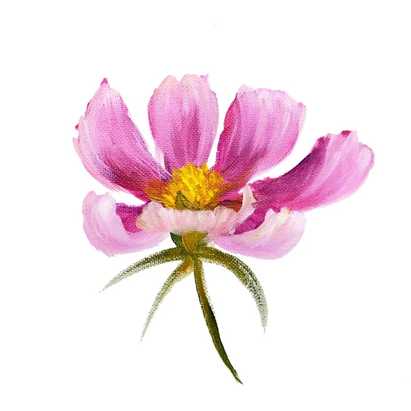 粉色波斯菊花卉 — 图库照片