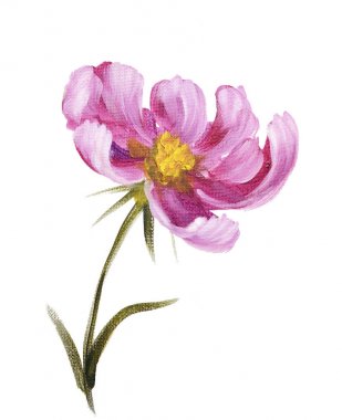 pembe cosmos çiçek