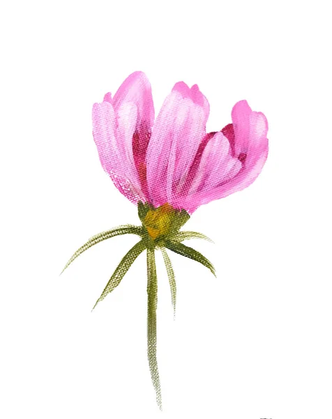 Cosmos ροζ λουλούδι — Φωτογραφία Αρχείου