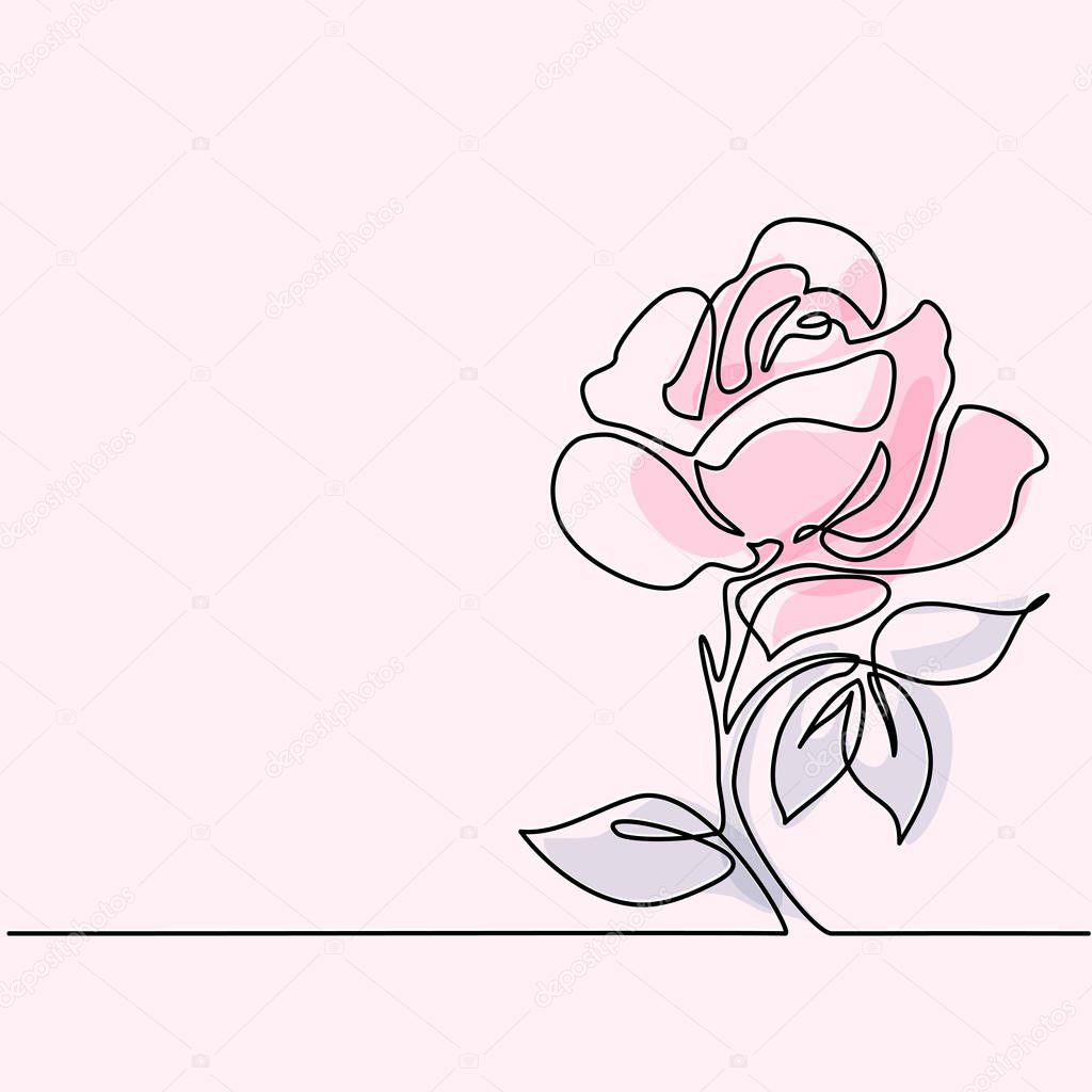Drawing of beautiful rose flower