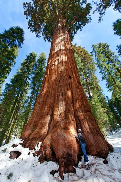Person som åtnjuter sequoia Np — Stockfoto