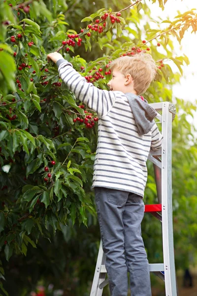 Kid sbíráme plody — Stock fotografie