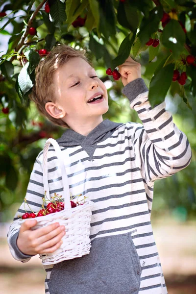 Kid sbíráme plody — Stock fotografie