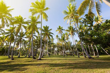 tropikal Adası'nda birçok avuç içi