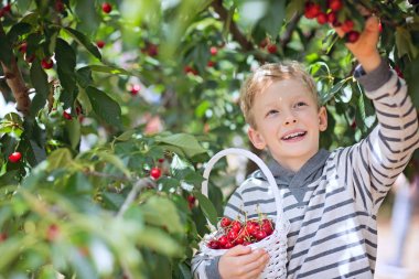 sepet kiraz dolu tutarak ve çilek meyve bahçesinde toplama boy gülümseyerek