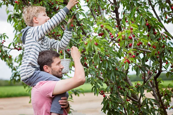 Familie Van Twee Vader Zoon Kersen Plukken Boomgaard Van Boom — Stockfoto