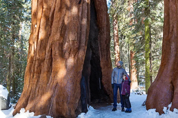 Család a sequoia nemzeti parkban — Stock Fotó