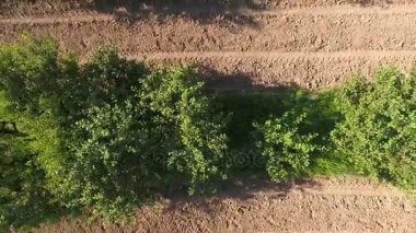 Kamera yükselir dikey olarak yukarı doğru çerçevede kiraz ağaçlarının satırlar görünür.