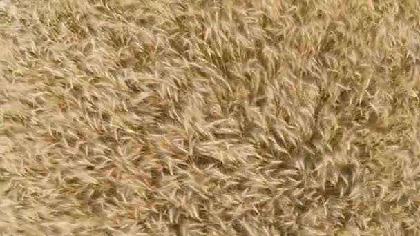 Buğday Alanından Kulakları Spin Quadrocopter Vida Üzerinden Kamera Taşır — Stok video