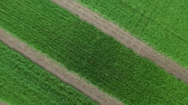 Kamera yukarıdan aşağıya doğru taşır. Çerçeve içinde bir alan tarım bitkileri ile.