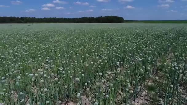 Camera Moving Field Onions Grow Field Plants Blooming — Stock Video