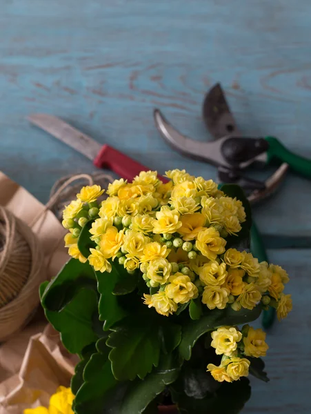 Kwiaciarnia praca w tle — Zdjęcie stockowe