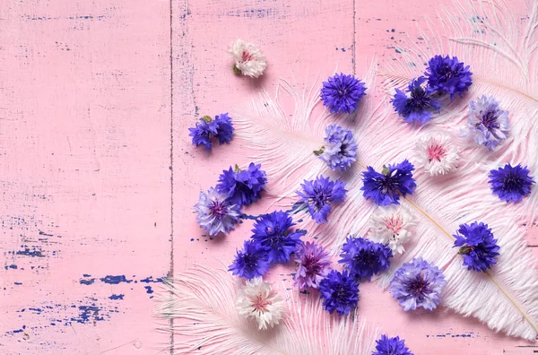 Chrpy (Centaurea cyanus) na pozadí — Stock fotografie