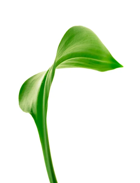 Nahaufnahme mit grünem Blatt — Stockfoto